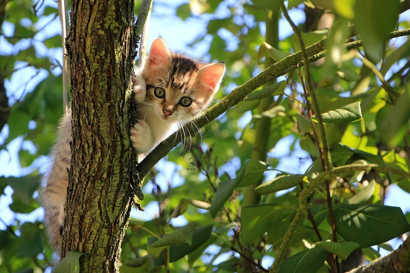 Curious Fables