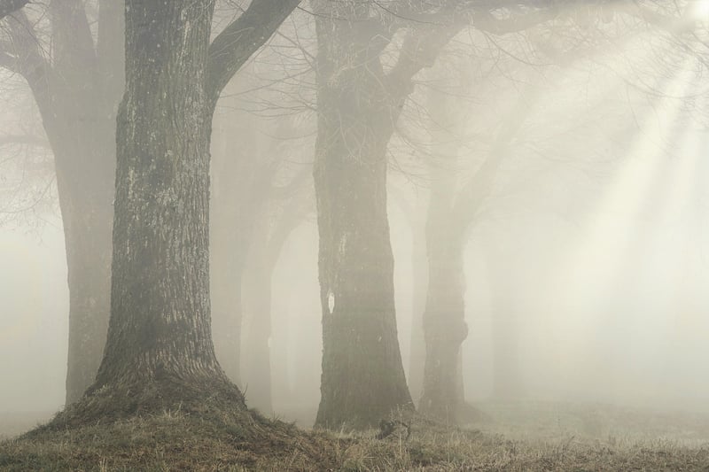 Mysterious Forest